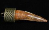 Real Spinosaurus Tooth Pendant - Dinosaur Tooth #11689-1